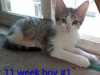 Adorable Kittens Seeking Forever Homes - 8 & 11 Weeks Old, Boys & Girls
