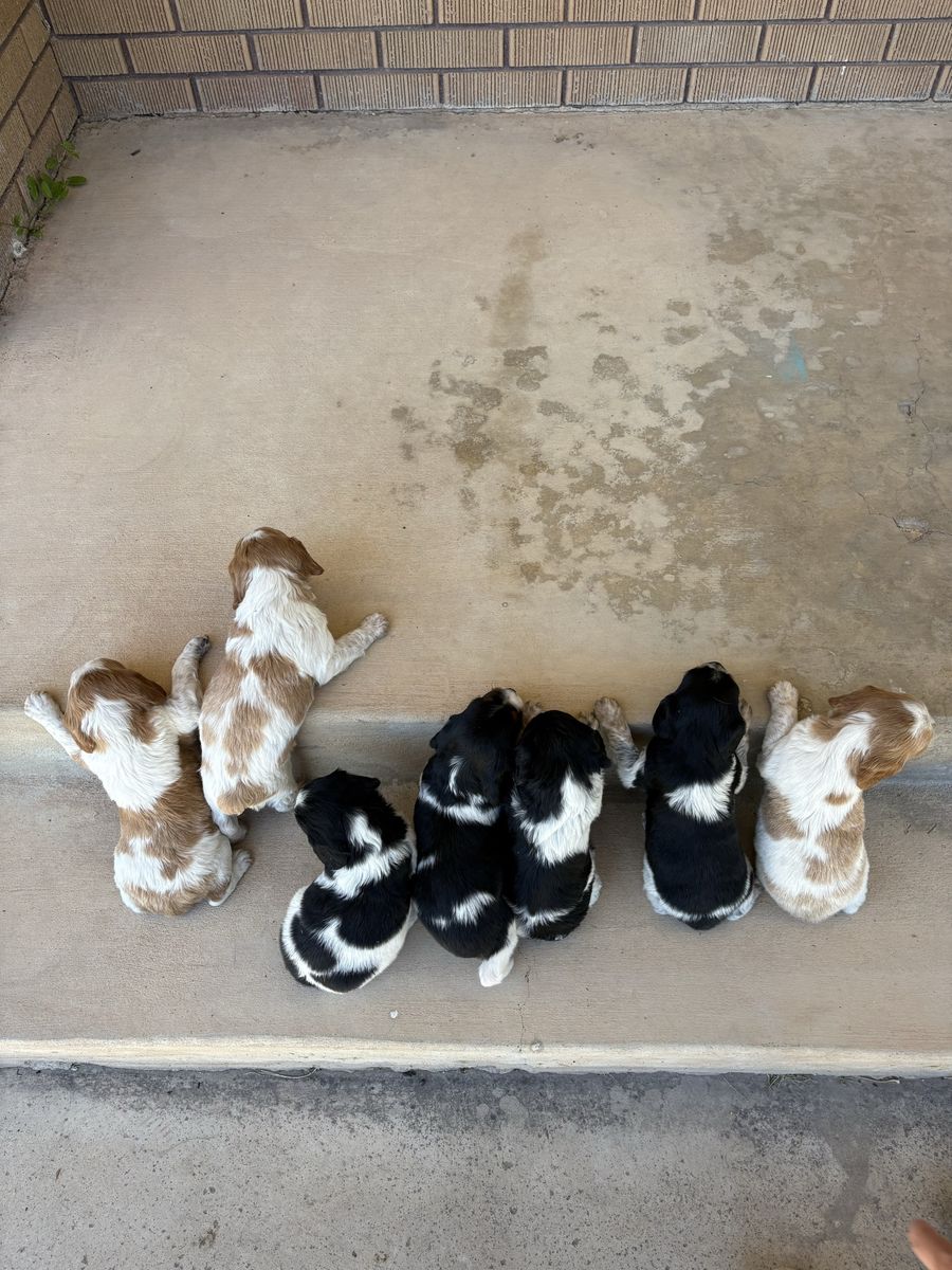 French Brittany Spaniels