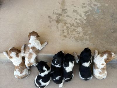 French Brittany Spaniels