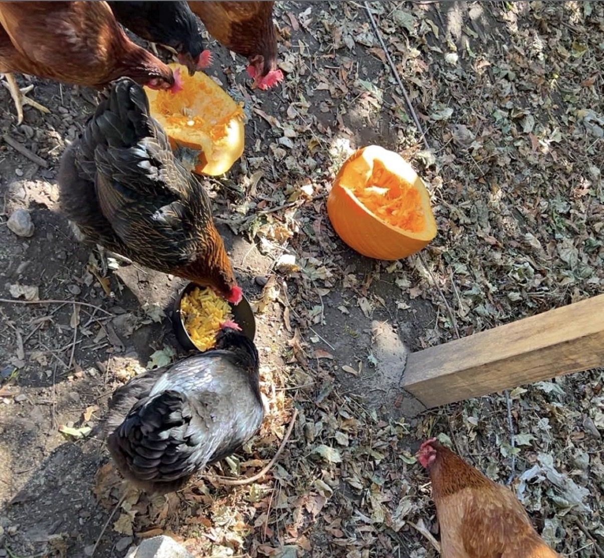 Free chicken