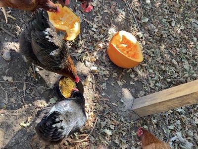 Free chicken