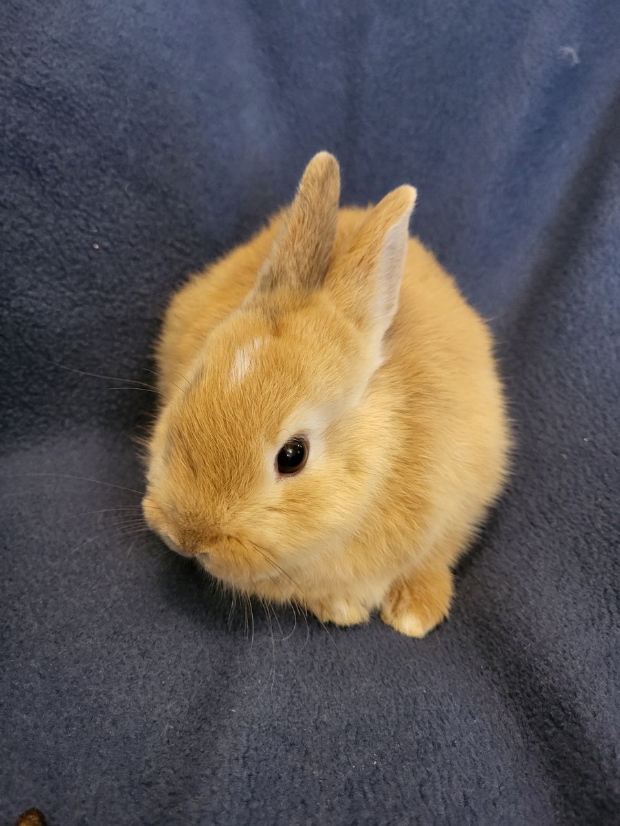 Baby rabbit