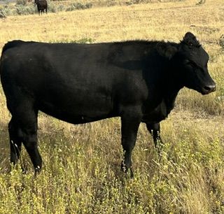 Bred Angus Heifers