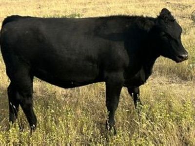 Bred Angus Heifers