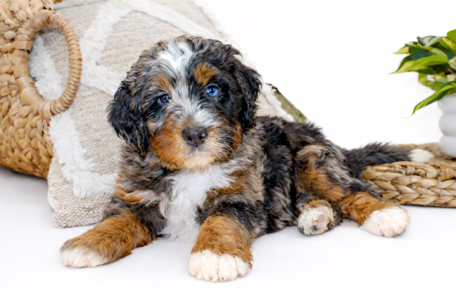 Mini Bernedoodles - Blue Eyes, tricolored Merle