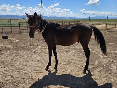 Fancy 2025 gelding