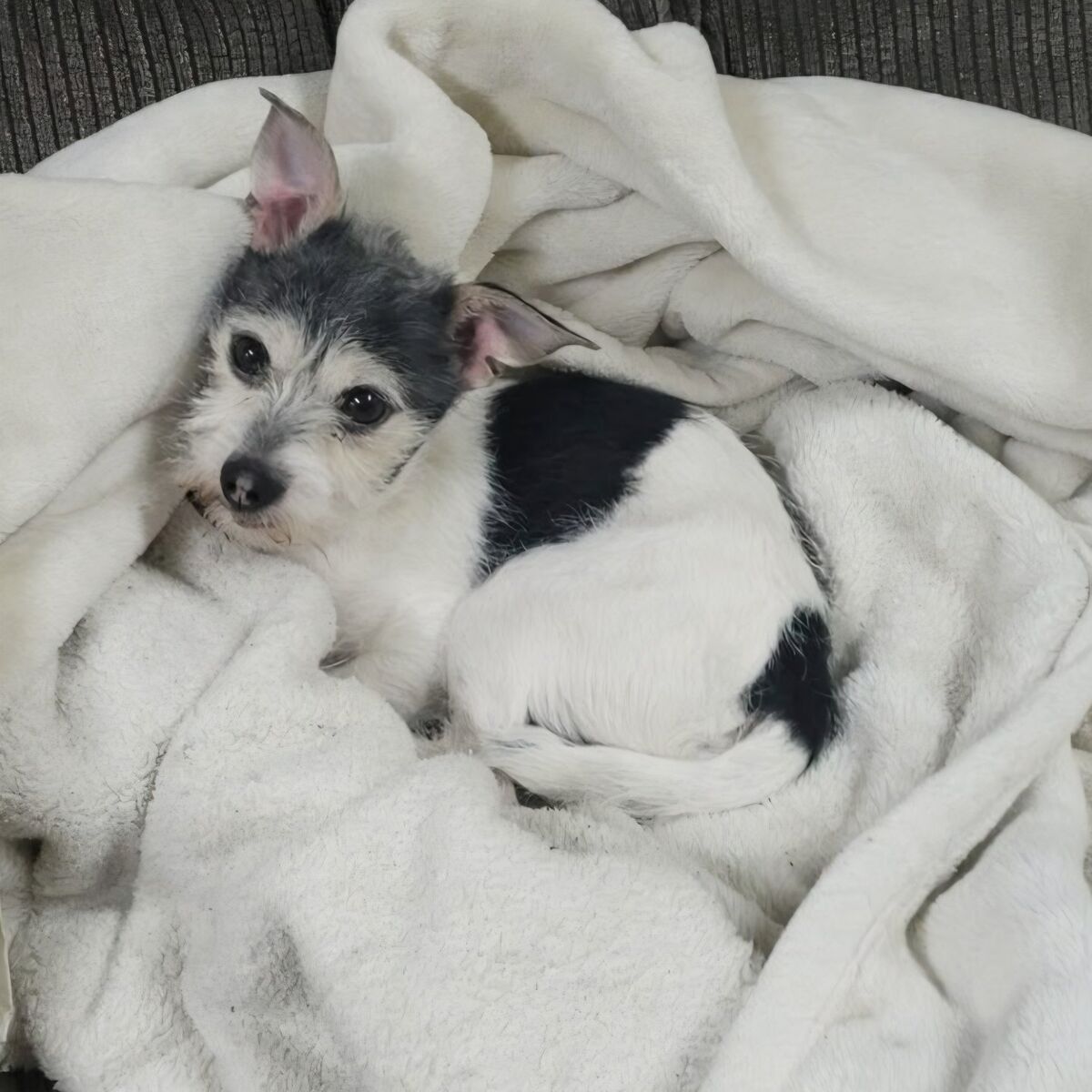 Have U seen this dog