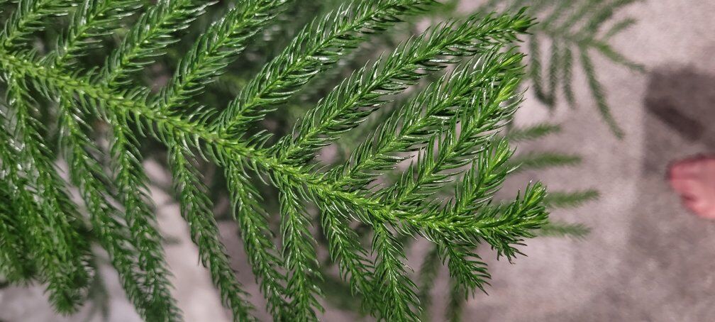 Norfolk Island Pine