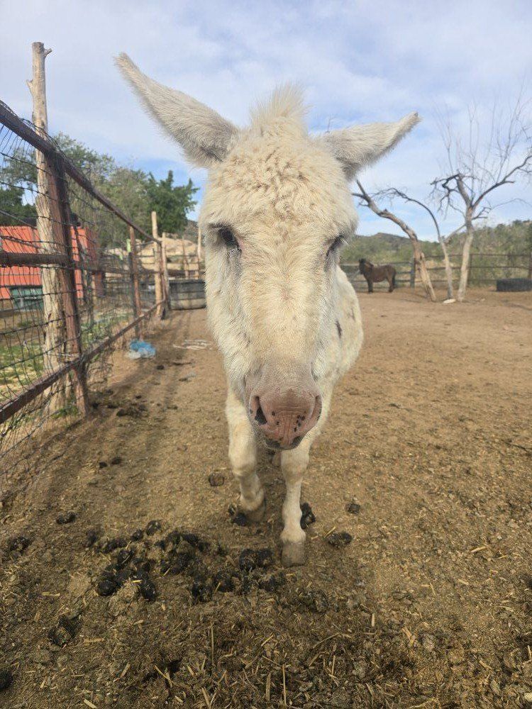 Miniature Jack Donkey and Miniature Mule