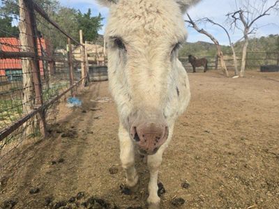Miniature Jack Donkey and Miniature Mule