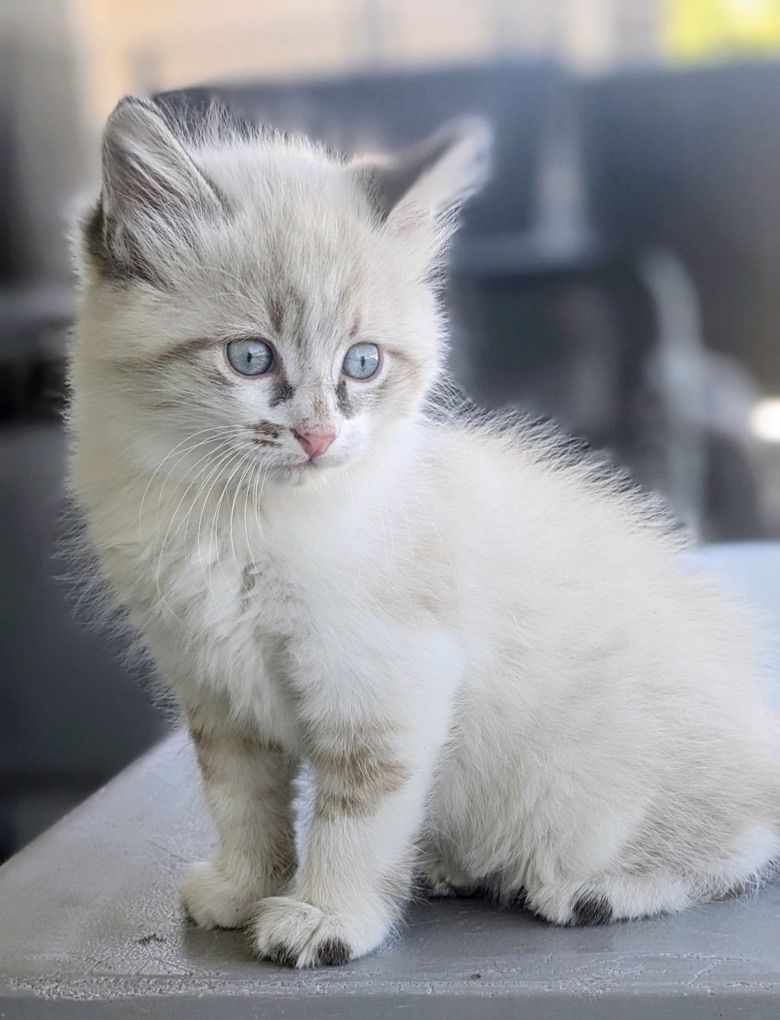 Gray &  white male Kitten, Vaccinated and dewormed