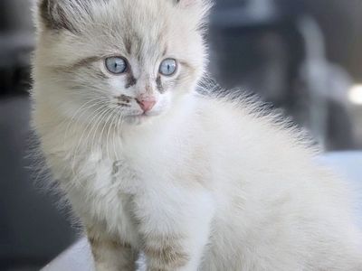 Gray & white male Kitten, Vaccinated and dewormed