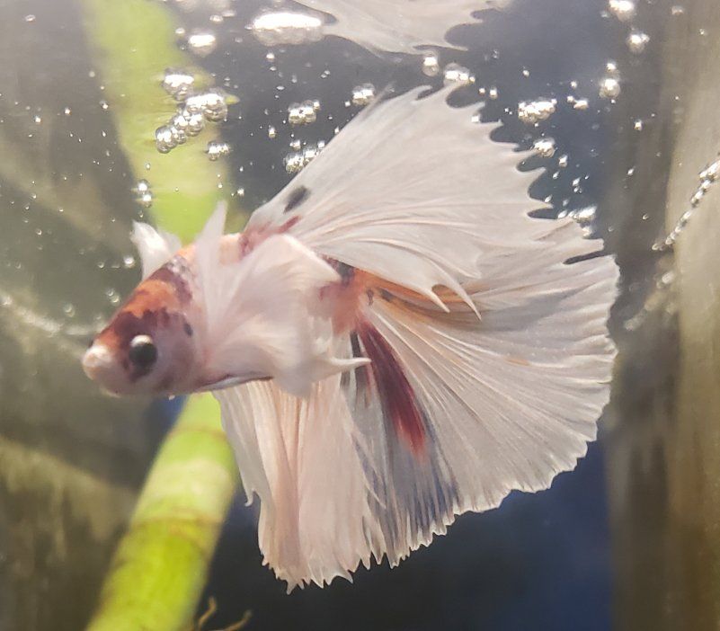 Beautiful pair of Elephant ears Betta Fish - White and Orange Marble with Full Fins