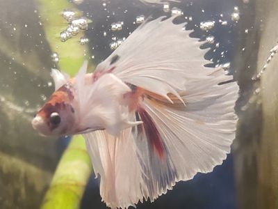 Beautiful pair of Elephant ears Betta Fish - White and Orange Marble with Full Fins