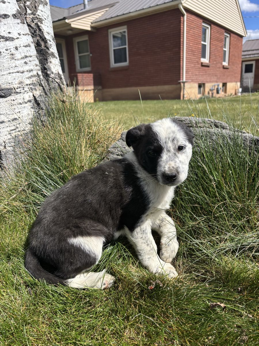 Border Collie Heeler mix
