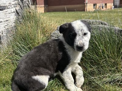 Border Collie Heeler mix