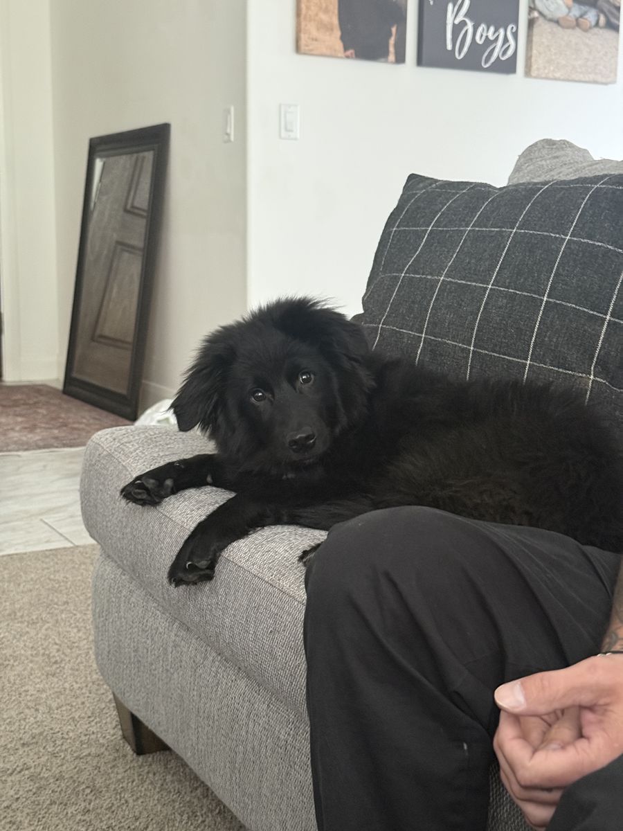 9 month old Golden-Aussie Pup