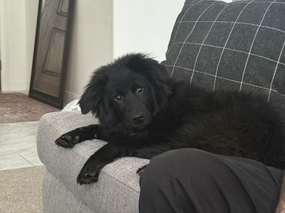9 month old Golden-Aussie Pup