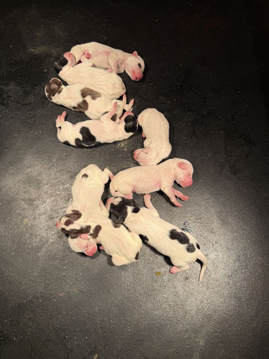 English Pointer Puppies