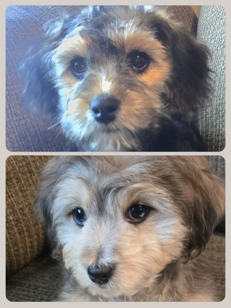 Micro Bernedoodle Cavapoo Puppies