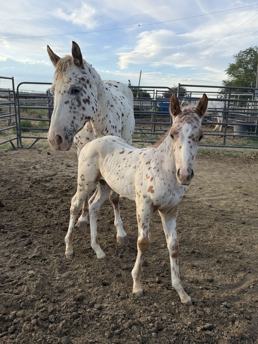 Appaloosa Colt