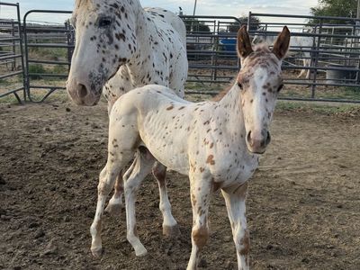 Appaloosa Colt
