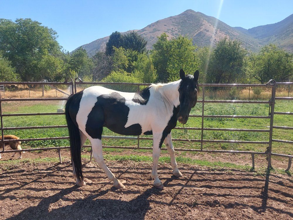 Black and White Paint Horse