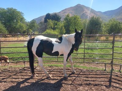 Black and White Paint Horse