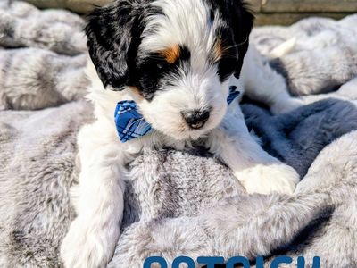 Mini Aussiedoodle Puppies