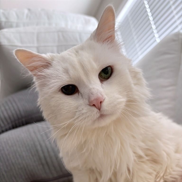 Hello my name is Glinda