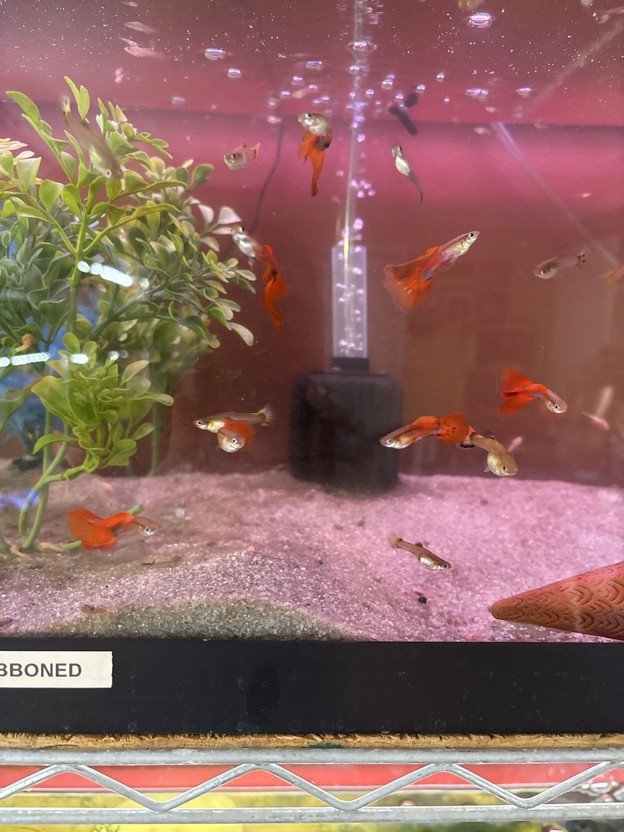 Assorted Guppy Fish Plecos shrimp - Live Freshwater Aquarium Fish, Vibrant Colors .variety price start $3.00, $5.00.$8.00 each.