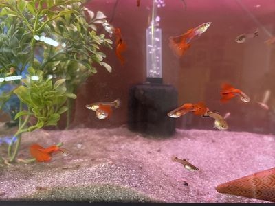 Assorted Guppy Fish Plecos shrimp - Live Freshwater Aquarium Fish, Vibrant Colors .variety price start $3.00, $5.00.$8.00 each.