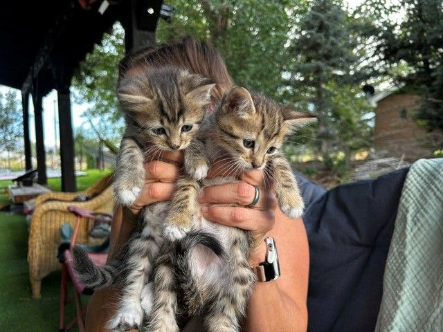 Bengal Highlander Mix Kittens in Midway, UT - Born July 21: UPDATE - 5 remaining