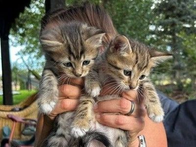 Bengal Highlander Mix Kittens in Midway, UT - Born July 21: UPDATE - 5 remaining