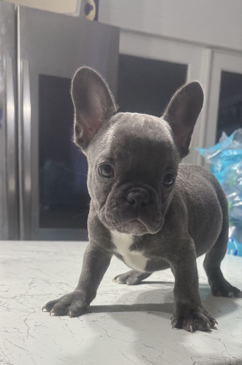 Adorable French Bulldog Puppies - Male & Female Available - Ready for Their Forever Homes