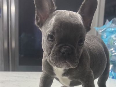 Adorable French Bulldog Puppies - Male & Female Available - Ready for Their Forever Homes