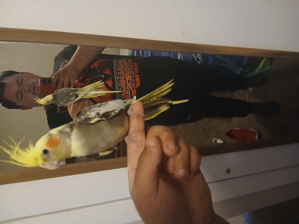 cockatiel for cell