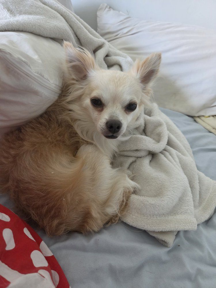 Long haired chihuahua pomeranian (pomchi) mix available for adoption 