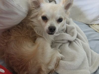 Long haired chihuahua pomeranian (pomchi) mix available for adoption
