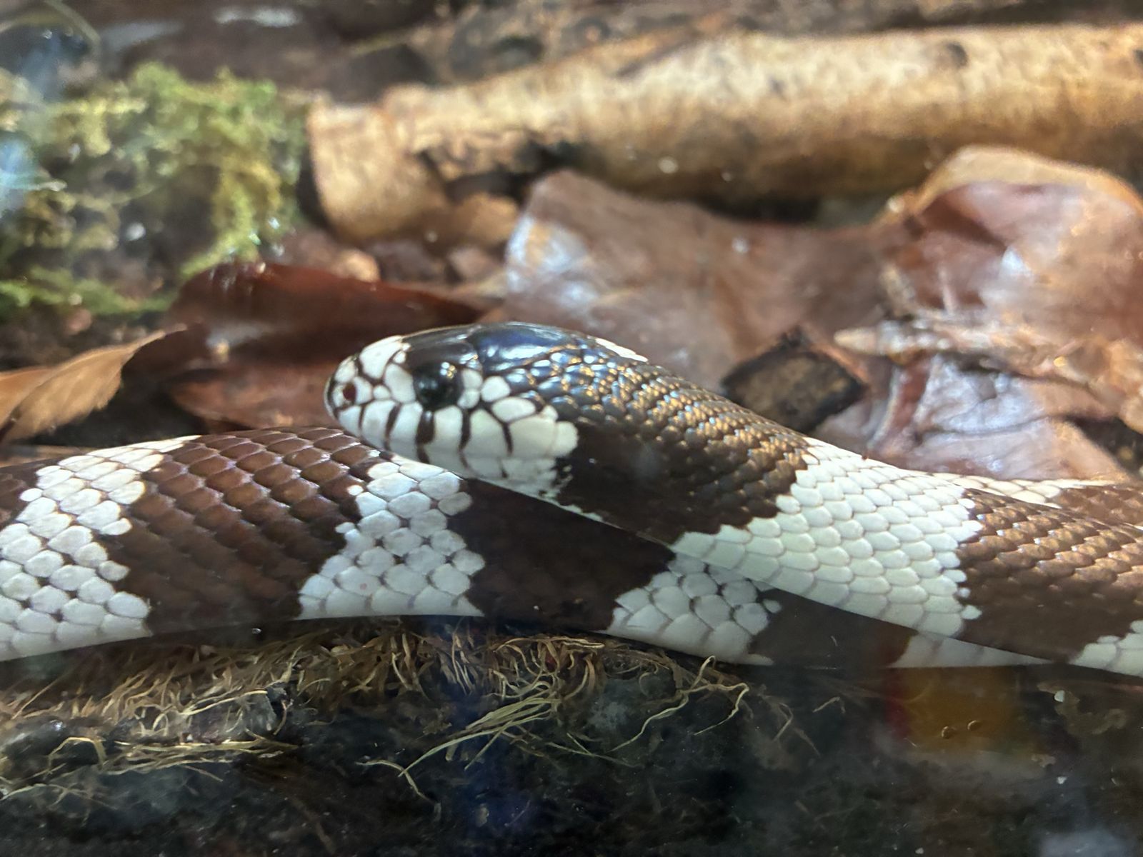 Bioactive Terrarium with California Kingsnake