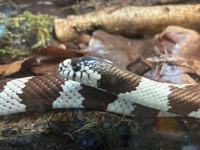 Bioactive Terrarium with California Kingsnake