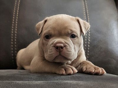 American bully puppies