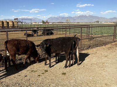 Calves For Sale