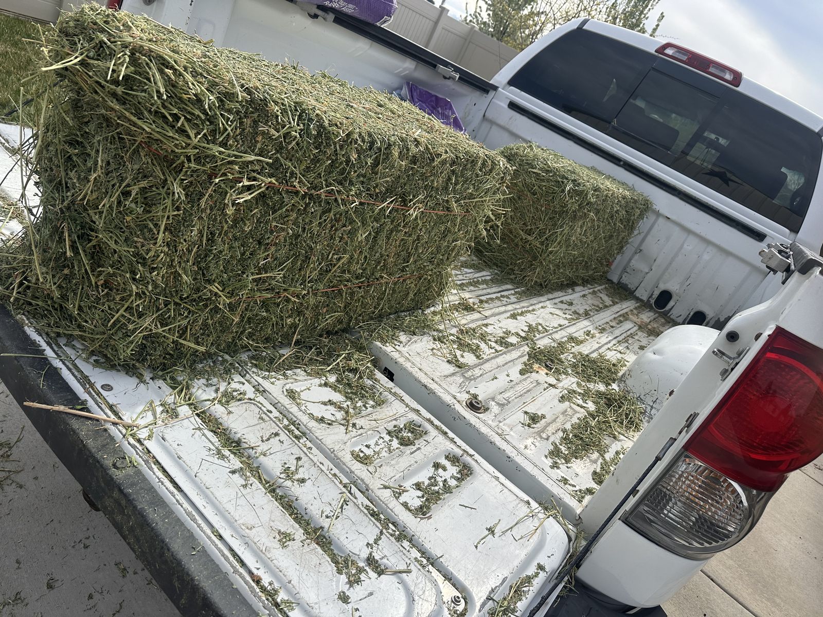 2 String Premium Alfalfa