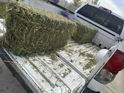 2 String Premium Alfalfa