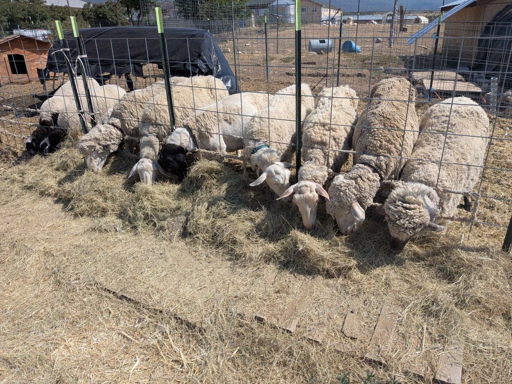 Complete Breeding Flock – 6 Ewes, 3 Ewe Lambs & Proven Ram