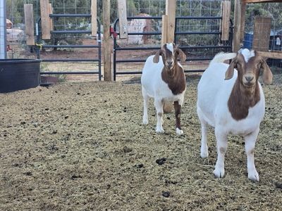 2 Boer Doelings - Breeding Age