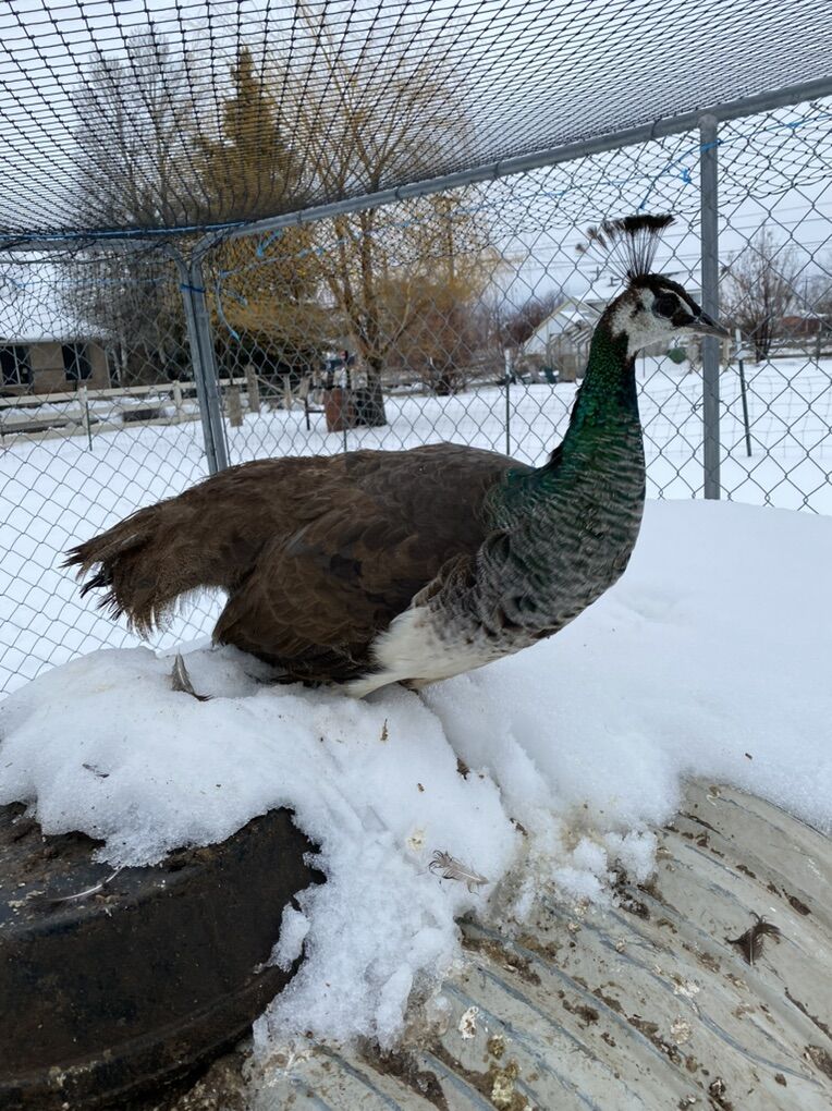 Indian Blue Peahens (females)