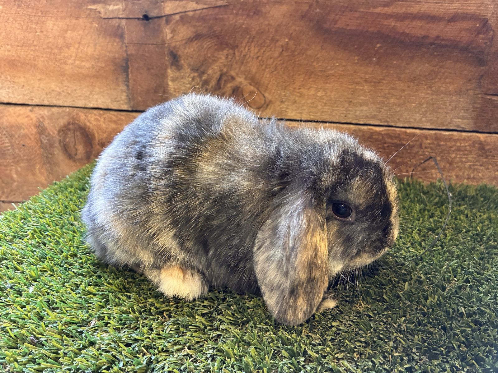 Holland Lop bunnies
