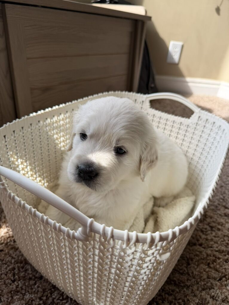 AKC English Cream Golden Retriever puppies